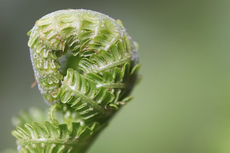 Green Fern in Forest