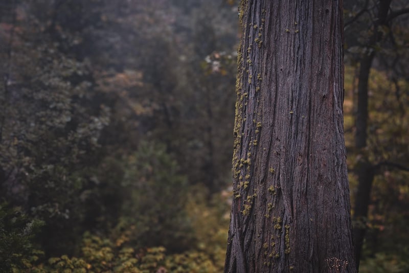 Forest Moss and Wood